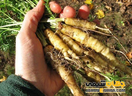 عوارض مصرف گیاه شقاقل