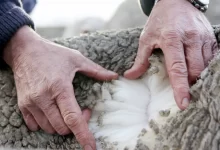 کاربرد نفوذ دهنده الیاف پشمی چیست؟ مزایا مصرف