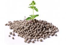 کاربرد کود سولفات آمونیوم ازته گرانوله چیست؟ مزایا مصرف آن