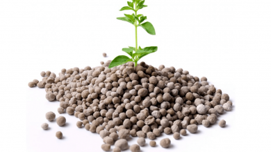 کاربرد کود سولفات آمونیوم ازته گرانوله چیست؟ مزایا مصرف آن