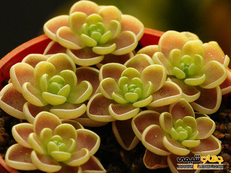 باترورت یا گیاه کره ای