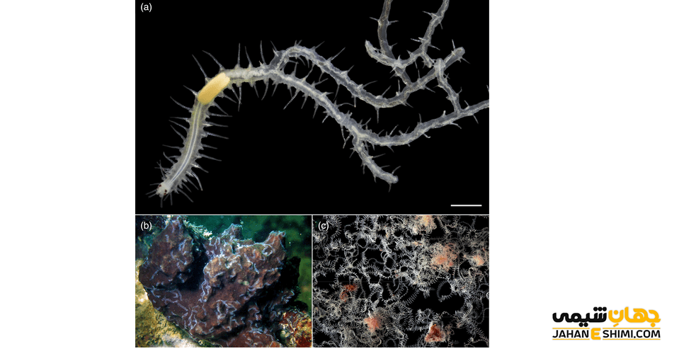 مورفولوژی چیست؟ - شاخه ها و راه های مطالعه آن | جهان شیمی فیزیک