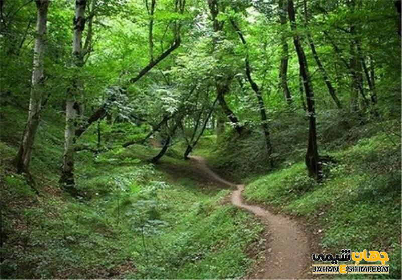 جنگل های معتدل