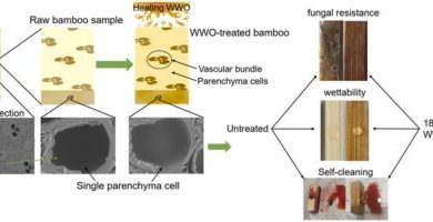 اثر انیدرید مالئیک بر تیمار روغن گرمایی چوب چگونه است؟