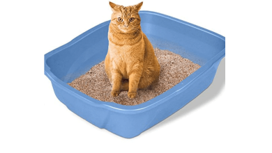 بنتونیت بستر گربه چیست و چه کاربردی دارد؟