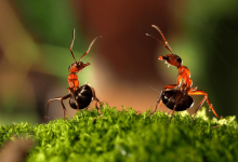 اسید HCOOH یا اسید مورچه چیست؟