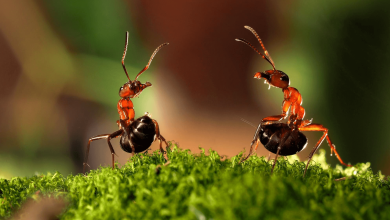 اسید HCOOH یا اسید مورچه چیست؟