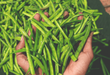 تاثیر زمان کشت و نحوه آبیاری بر صمغ گوار