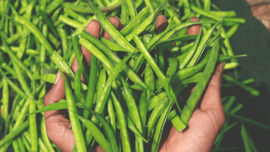 تاثیر زمان کشت و نحوه آبیاری بر صمغ گوار