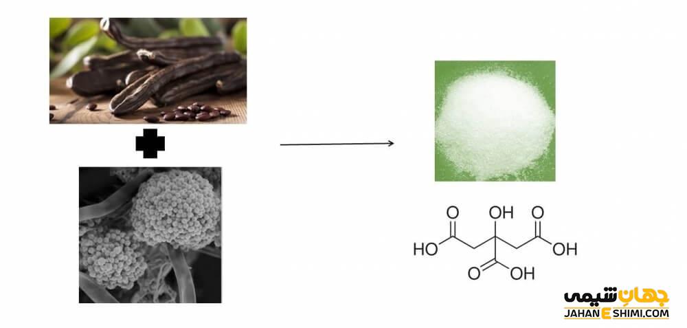 تولید اسید سیتریک از قارچ سیاه