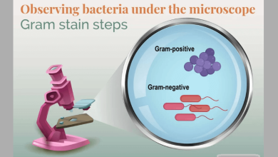 رنگ آمیزی گرم باکتری چیست