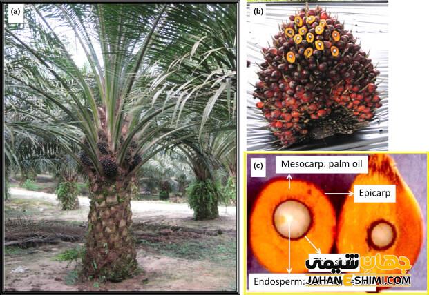 روغن پالم چیست؟