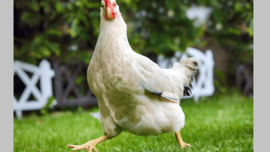 سوربیتول در رژیم غذایی طیور