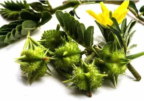 فواید و عوارض خارخسک یا تریبلوس چیست
