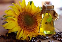 نقش لسیتین آفتابگردان در طب سنتی چیست؟