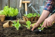 کربنات پتاسیم در کشاورزی