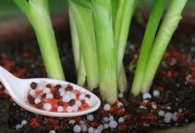 کود پتاس چیست و چه مصارفی دارد؟