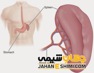 دلیل بزرگ شدن طحال چیست؟ | دارو و درمان بزرگ شدن طحال