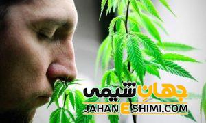 آنوسمی یا نابویایی چیست؟ | دارو و درمان شگفت انگیز آنوسمی یا کربویی