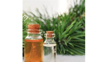 روغن سوزن کاج چیست؟ - خواص و مزایا