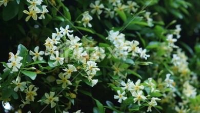 روغن کاجیره چیست؟ - خواص و مزایا