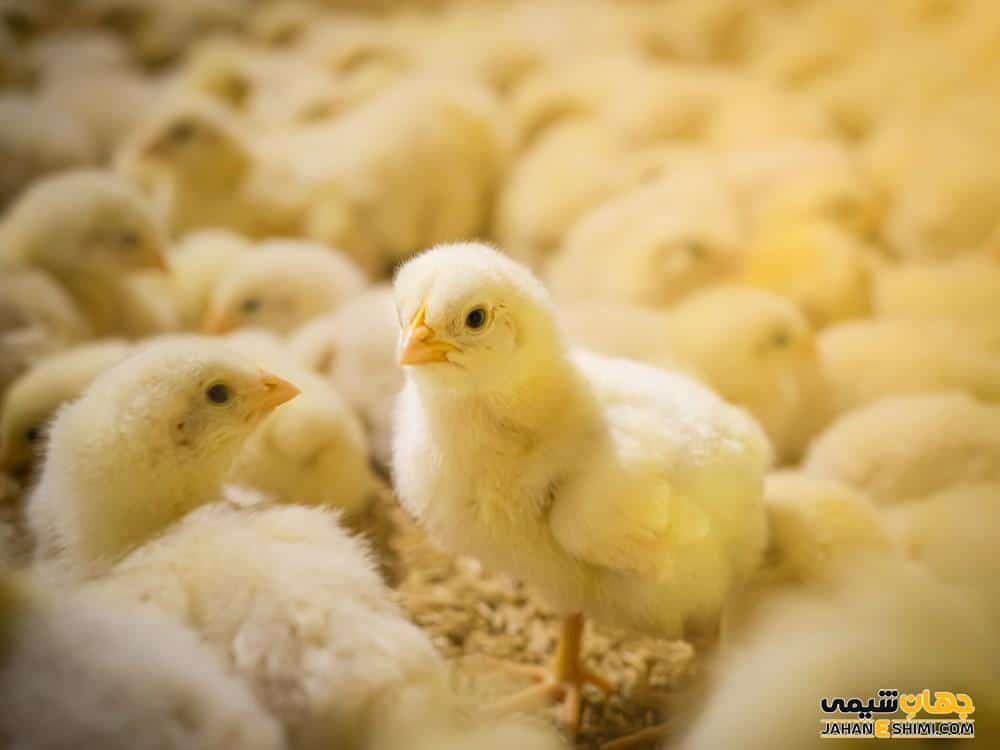 تغذیه اصولی جوجه یکروزه