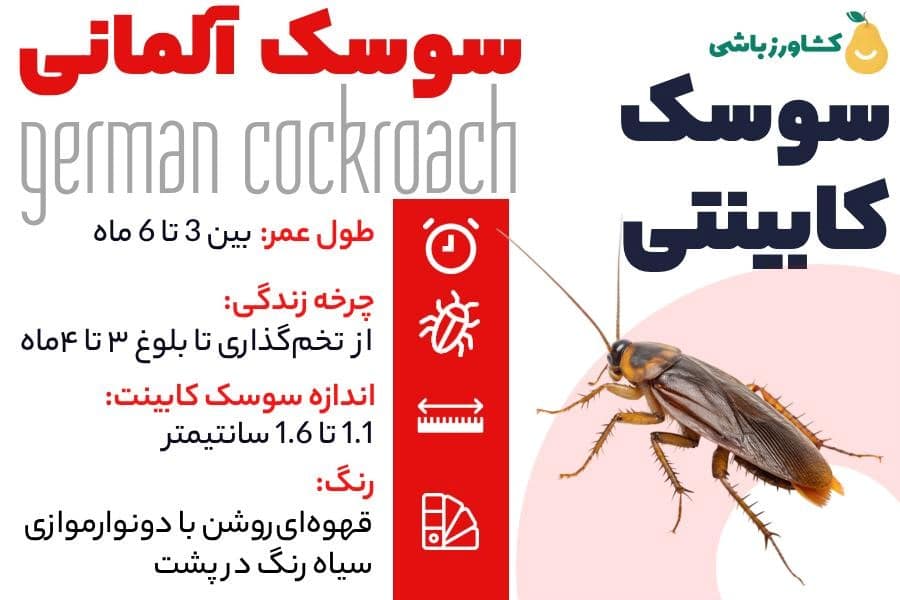 سوسک آلمانی (سوسک کابینت) را با 2 روش کاملا سریع و تضمینی از بین ببرید