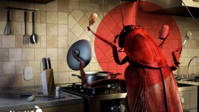 سوسک آلمانی (سوسک کابینت) را با 2 روش کاملا سریع و تضمینی از بین ببرید