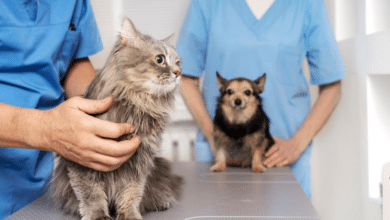 لینیک دامپزشکی شبانه روزی تهران کجا بریم؟