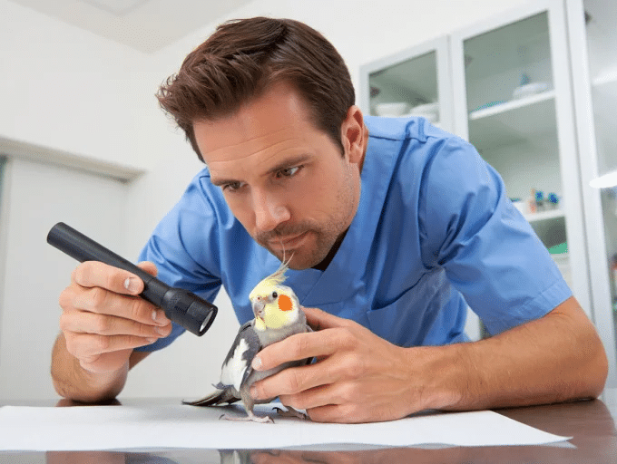 دامپزشکی در غرب تهران برای عروس هلندی کجا بریم؟